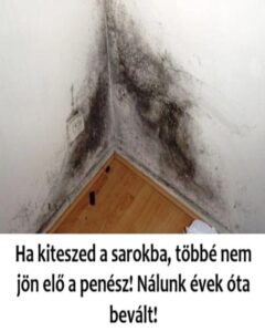 ha-kiteszed-a-sarokba-t-bb-nem-j-n-el-a-pen-sz-n-lunk-vek-ta